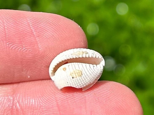 Francia gastropode fossile
