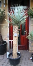 Yucca rostrata, tronco 200 cm