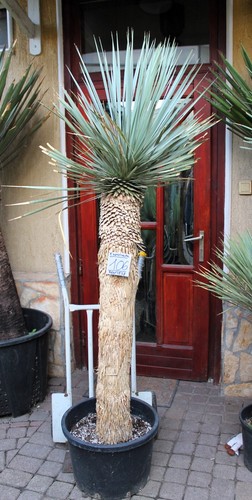 Yucca rostrata tronco 200 cm - rostrata,,