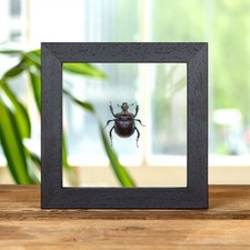 Purple Scarab Beetle In Clear