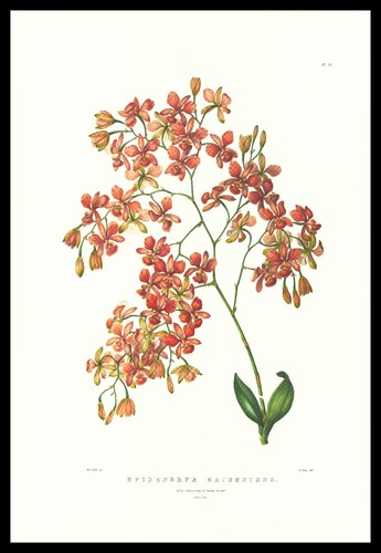 1973 bateman orchidea stampa - orchidea,