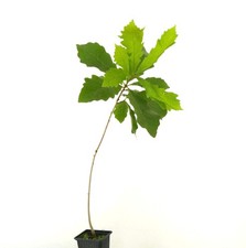 Quercus bicolor | Swamp White Oak | Rovere bicolore - Rovere paludoso | Rovere bicolore