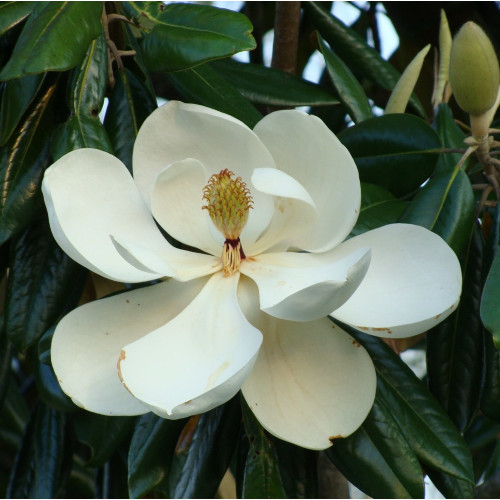 Magnolia grandiflora little - grandiflora, "little