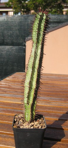 Euphorbia pillansii rsa - euphorbia,