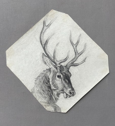 Cervo disegno pietra nera - disegno,