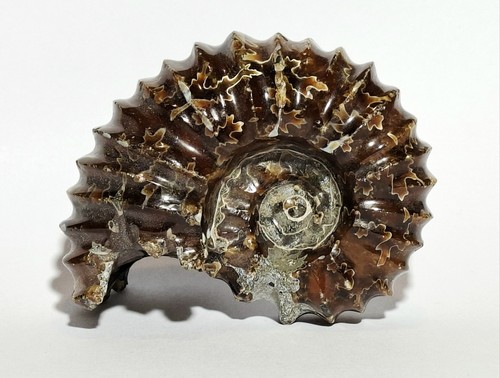 Ammonite douvilleiceras - ammonite,