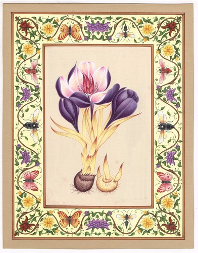 Crocus sativus pittura - sativus,