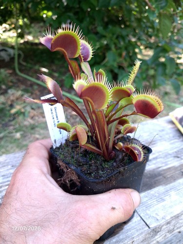 Dionaea muscipula red style - dionaea,