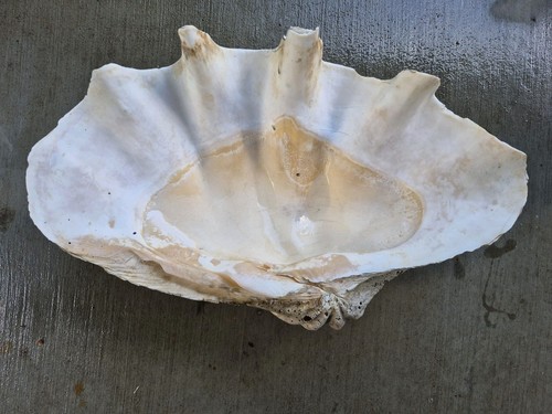 Gigante ocean clam shell - gigante,
