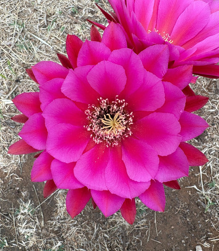Cereus grandiflorus cactus - t.cereus,