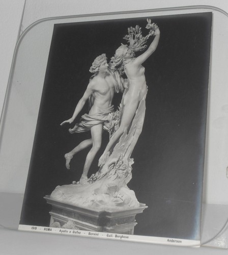 Apollo dafne bernini - dafne,