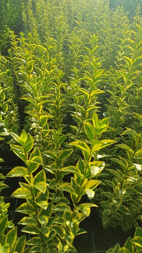 Ligustrum ovalifolium aureum - ovalifolium, 'aureum'
