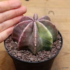 Echinocereus triglochidiatus