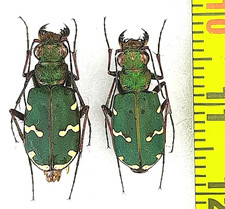 Carabidae, Cicindela