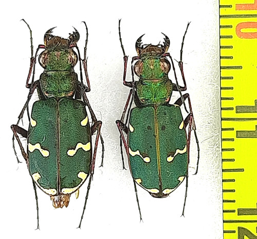 Carabidae cicindela - carabidae,,