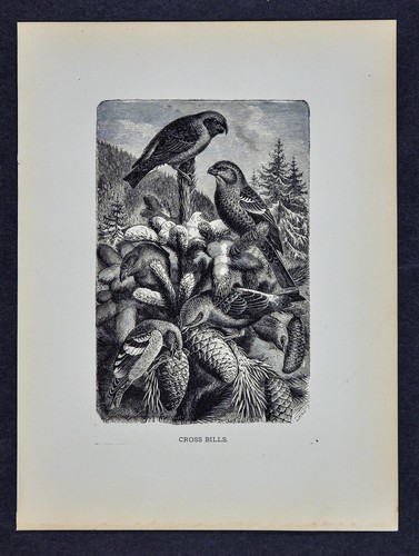 1885 rev stampa - stampa, uccellino