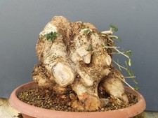 Bonsai Olivastro 30x26cm In