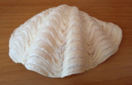 Lotto tridacna naturale - 2,