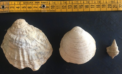 Conchiglie fossili - 3,