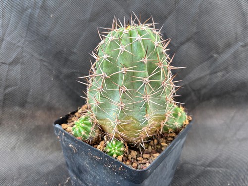 Lobivia formosa - formosa, v