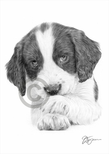Springer spaniel cucciolo - springer, cane