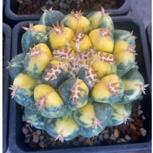 Pianta cactus 10 cm - 9-10,