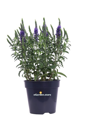 Pianta vera veronica - pianta, di