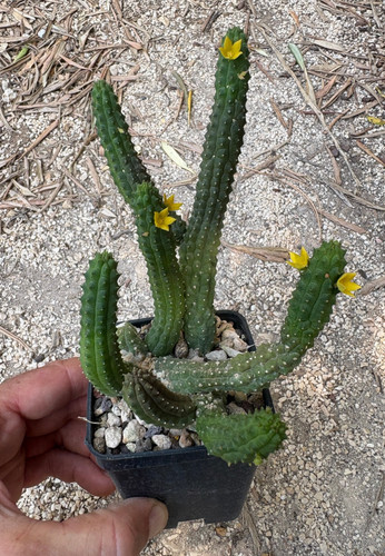 Echidnopsis cereiformis - echidnopsis,