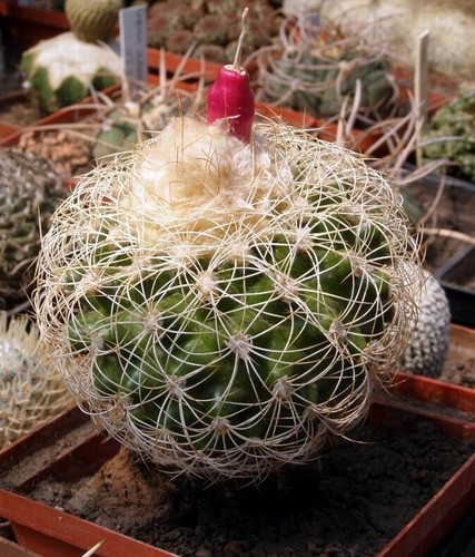 Discocactus araneispinus - , mh