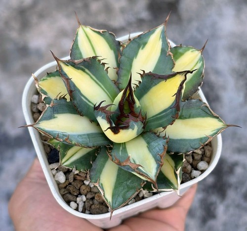 Agave titanota fo76 - titanota, "fo76"