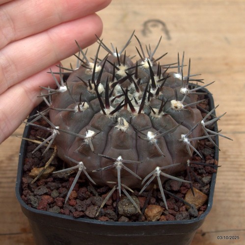 Gymnocalycium vaso 7 cm - gymnocalycium, sp.