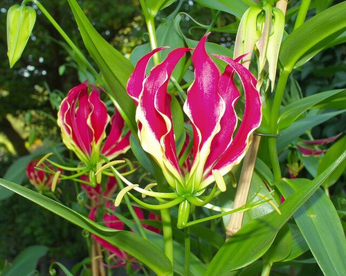 Gloriosa rothschildiana glory - gloriosa,