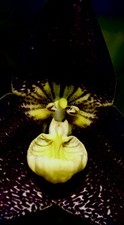 Dracula Species 'Black Sun' pianta vigorosa in orchitopo orchidea Masdevallia