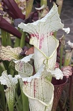 Pianta Carnivora “RARE”