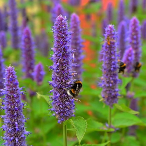 Agastache rugosa 100 seeds - agastache,