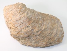 Ostrica, Ostrea gigensis