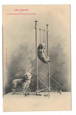 AP1496 - CIRCUS ACT 2 CANI DA