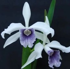 Laelia Purpurata Werkauseri