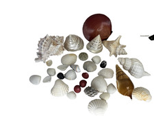 Conchiglie Conchiglie Acqua