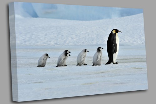 Quadro stampa tela pinguino - stampa,