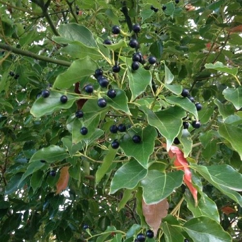 Pianta canfora - pianta,