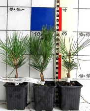 Pinus thunbergii +Corticosa+