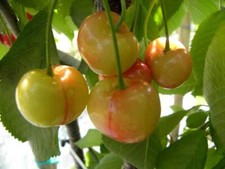 Pianta di ciliegio Imperiale