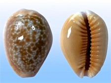 Cypraea helvola hawaiiensis, Ewa Beach, Hawaii, 23,1 mm, GOOD SIZE, LOVELY