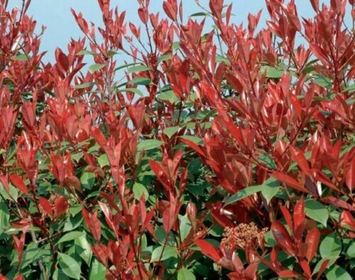 Photinia fraseri red robin - photinia,