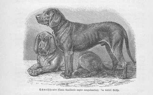 Schweißhund cani caccia - schweißhund, da