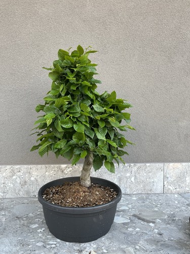 Carpinus betulus carpino - betulus,