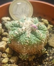 AZTEKIUM RITTERI "CAESPITOSA" from seed 3,6 CM!!! euphorbia aztekium ariocarpus 