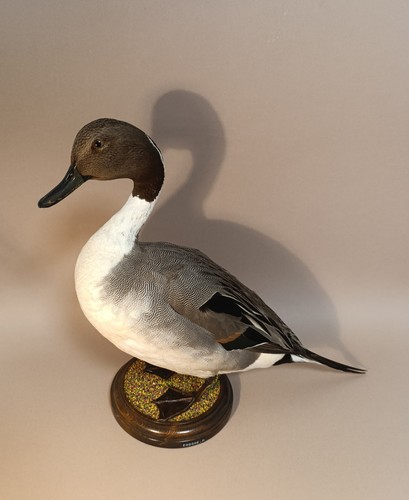 Taxidermy cabinet de - taxidermy,,