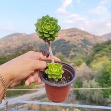 ?Vaso Ø 9 Cm Pianta SEDEVERIA LETIZIA Bella Elegante ?❤️+ Omaggio